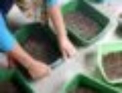 DKP3 Kota Sukabumi Gencarkan Pelatihan Budidaya Maggot