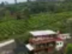 Papyrus Cafe and Camping Site  Sukabumi, Caffe Ternyaman di Tengah Kebun Teh Kaki Gunung Gede Pangrango