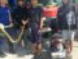 DPKP Kabupaten Sukabumi Posko VII Sukaraja Dua Hari Berturut-turut, Evakuasi Ular Sanca Batik dari Permukiman