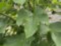 Daun Jarak Jeruk Nipis dan Jahe untuk Membesarkan Alat Vital Pria?