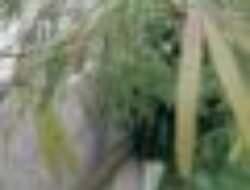 Malanding, Lalapan Khas Sunda yang Disebut Bisa Menambah Nafsu Makan