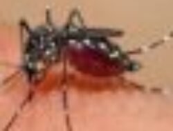 Pemerintah Kota Sukabumi Gencarkan Langkah Preventif Tekan Kasus DBD