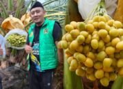 Kurma Tumbuh Subur di Geopark Ciletuh Sukabumi, Dewan Andri: Terobosan Pangan dan Wisata