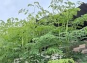 Segudang Manfaat Daun Kelor, Superfood Alami untuk Kesehatan