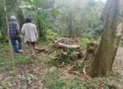 Satwa Gunung Salak Terdesak: Warga Desak Tindakan atas Penebangan Liar