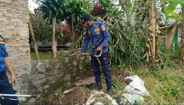 116 Ular Dievakuasi Damkar Sukabumi: Teror Satwa Liar di Tengah Kota