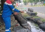 Pertamina Patra Niaga Regional JBB Dukung Pemanfaatan Limbah Daun Sirih dan Konservasi Ikan Toman