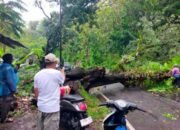 Pohon Tumbang Bagbagan Sukabumi