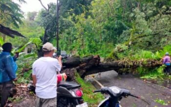 Pohon Tumbang Bagbagan Sukabumi