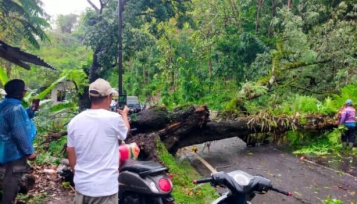 Pohon Tumbang di Bagbagan Sukabumi, Sempat Lumpuhkan Lalin Selama Satu Jam