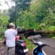 Pohon Tumbang Bagbagan Sukabumi