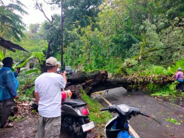 Pohon Tumbang Bagbagan Sukabumi