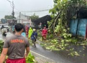 Pohon Tumbang di Jalan Sukabumi Palabuhanratu Berhasil Diatasi, Evakuasi 30 Menit