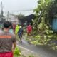 ohon Tumbang di Jalan Sukabumi Palabuhanratu