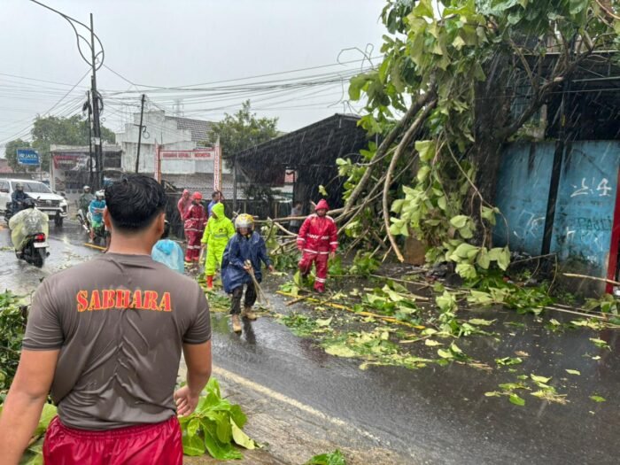 ohon Tumbang di Jalan Sukabumi Palabuhanratu