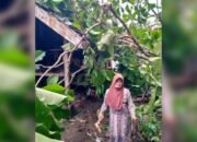 Pohon Tumbang Akibat Angin Kencang Rusak Rumah Warga Lansia di Waluran