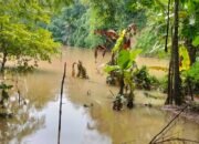 Sawah Warga di Kertamukti Warungkiara Terendam Luapan Bendungan PLTMH
