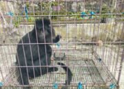 Ini Penampakan Lutung Jawa yang Dievakuasi Warga Cicantayan Sukabumi