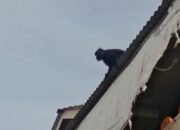 Lutung Jawa di Cisaat Sukabumi Masih Sulit Ditangkap