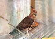 Karantina Sementara di Rumah Relawan, Elang Jawa di Nagrak Sukabumi Siap Diserahkan ke BKSDA