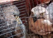 Tabrak Jendela Rumah, Elang Jawa Dievakuasi Warga dan Relawan di Sukabumi