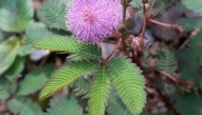 Ramuan Herbal Tradisional: Daun Putri Malu dan Akar Jambe untuk Stamina Pria