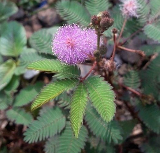 Ramuan Herbal Tradisional