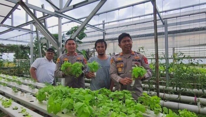 Greenhouse Hidroponik Polres Sukabumi di Loji Simpenan Jadi Pemasok Sayur Program MBG