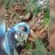 Astagfirullah! Bayi Laki-laki Dibuang di Kebun Bambu Parungkuda Sukabumi