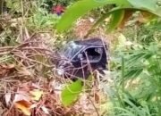 Pickup Bermuatan Pasir Terjun ke Jurang 40 Meter di Cisolok Sukabumi, Satu Orang Tewas