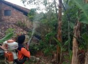 Teror Ulat Bulu Resahkan Warga Situmekar Sukabumi