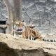 Dua Anak Harimau Bandung Zoo Mati, Wali Kota Farhan: Pukulan Berat