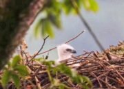 Bayi ‘Garuda’ Lahir di Sukabumi, Wamenhut Rohmat Marzuki Beri Nama Garda Nusantara