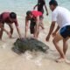 Momen Spesial di Pantai Cibuaya, Penyu Bermunculan di Tengah Wisatawan