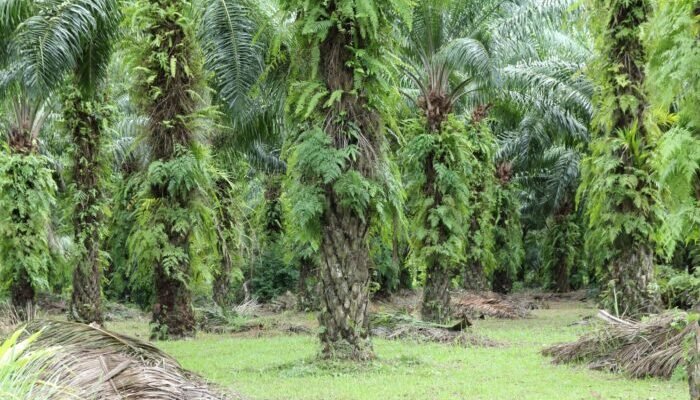 Riset Guru Besar IPB: Sawit tak Boros Air dan Bukan Penyebab Utama Banjir