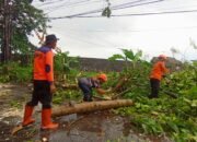 Hujan Angin Terjang Sukabumi, Atap Rumah Beterbangan Hingga Pepohonan Tumbang