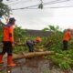 Hujan Angin Terjang Sukabumi, Atap Rumah Beterbangan Hingga Pepohonan Tumbang