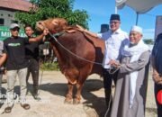 Sapi Kurban “Predator” 1,2 Ton dari Presiden Prabowo di Sukabumi Jadi Perhatian