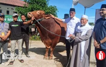 Sapi Kurban “Predator” 1,2 Ton dari Presiden Prabowo di Sukabumi Jadi Perhatian