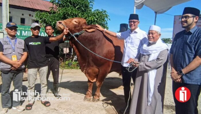 Sapi Kurban “Predator” 1,2 Ton dari Presiden Prabowo di Sukabumi Jadi Perhatian