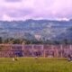 Balita di Gegerbitung Sukabumi Tewas Tercebur Septic Tank Proyek Koperasi saat Bermain