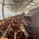 Model Farm Cage-Free di Industri Ayam Petelur Mulai Dikembangkan di Indonesia