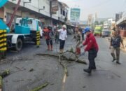 Cegah Risiko Kecelakaan, Pohon Mahoni Tua di Leuwi Goong Cibadak Ditebang