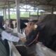 Disnak Sukabumi Perketat Pengawasan Hewan Qurban untuk Idul Adha