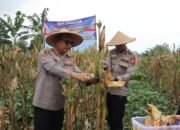 Polres Sukabumi Kota Panen Raya Jagung, Bukti Sinergi Lintas Sektor