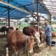 Jelang Idul Adha, Harga Sapi Kurban Naik 15 Persen