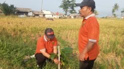 Cisolok Sukabumi Hijaukan Ruang Publik, 70 Pohon Ditanam untuk Jaga Lingkungan Pesisir