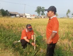 Cisolok Sukabumi Hijaukan Ruang Publik, 70 Pohon Ditanam untuk Jaga Lingkungan Pesisir