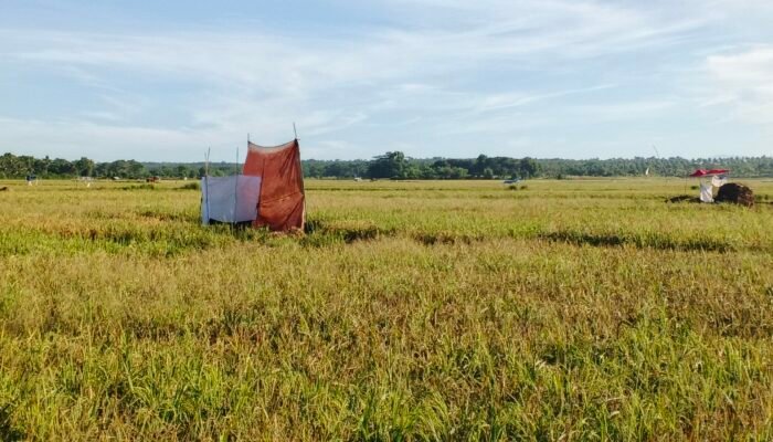 Panen Padi di Ciburial Pangumbahan