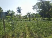 Usai Panen Padi, Petani di Surade Beralih Tanam Palawija